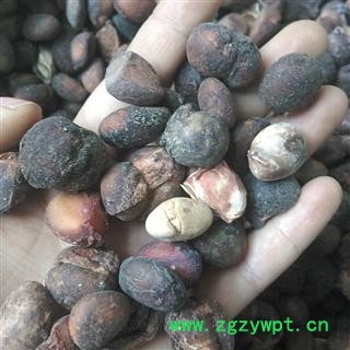 马槟榔 马金囊、水槟榔、紫槟榔 统货 产地 云南省红河哈尼族彝族自治州屏边苗族自治县图3