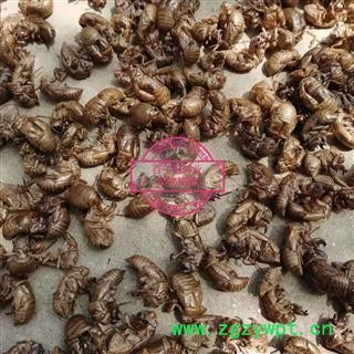 蝉蜕 水洗4遍 数量不多 产地 山东省图2