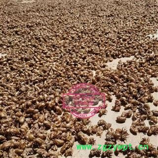 蝉蜕 水洗4遍 数量不多 产地 山东省图4