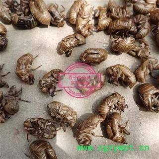 蝉蜕 水洗4遍 数量不多 产地 山东省图3