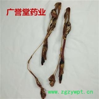 海狗鞭 中14克/条左右 海狗鞭 产地 吉林省 中药材批发 品种齐全图2