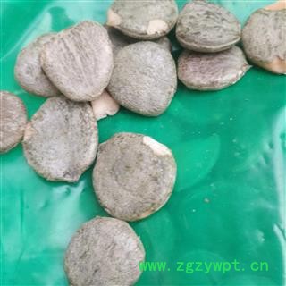 新辉药业去壳木鳖子 木鳖子仁 木鳖子肉图3