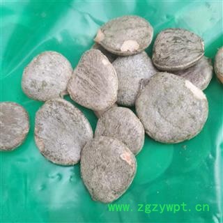 新辉药业去壳木鳖子 木鳖子仁 木鳖子肉图2