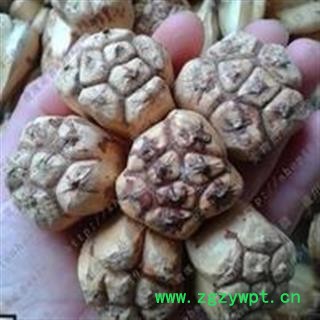 新辉药业中药材山菠萝 石莲花图2