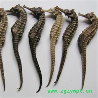 灵吉药业 海马 批发各种规格中药材 花茶 矿石 冷背野生中药材图3