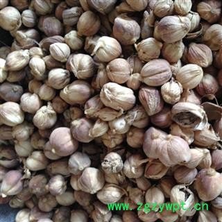 新辉药业中药材白豆蔻 豆蔻 肉蔻 优质调料图3