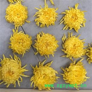 金丝黄菊  菊花 大货 统货  产地直销 量大从优图2