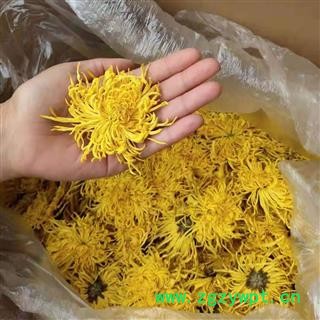 金丝黄菊  菊花 大货 统货  产地直销 量大从优图3