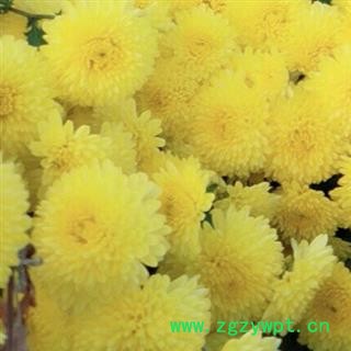 自家种植的婺源黄菊图2