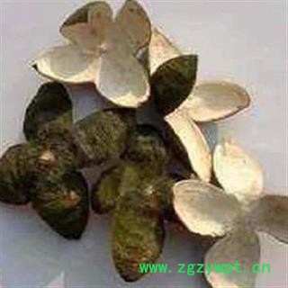 新辉药业中药材青皮 四花青皮 青皮子图2