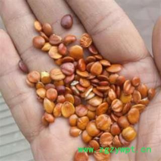 新辉药业枣仁 酸枣仁  进口酸枣仁图2