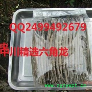 中川精选六角龙   产地进口印尼   库存500可售图2