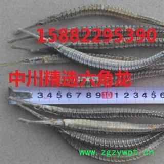 中川精选六角龙   产地进口印尼   库存500可售图3