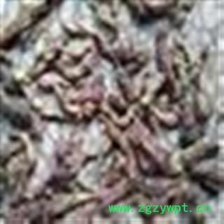 冬花 统 产地 河北省图2