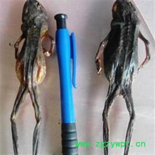 煜庭药业 哈士蟆 林蛙 田鸡 正品图3