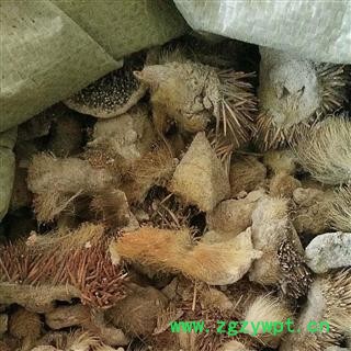 煜庭药业 刺猬皮 生刺猬皮 猬皮 刺鼠皮 猬鼠皮 刺球子皮 仙人衣图2