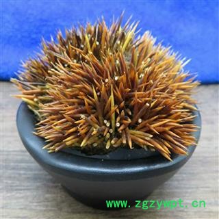 煜庭药业 刺猬皮 生刺猬皮 猬皮 刺鼠皮 猬鼠皮 刺球子皮 仙人衣图3