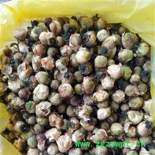 山茶花 统装 产地 重庆市图2