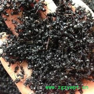 黑蚂蚁 统货 产地 四川省图2