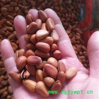 新辉药业松子 东北优质开口红松子 手剥即食图2