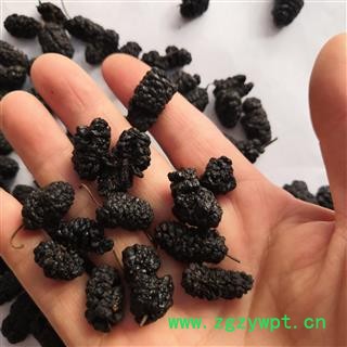 新辉药业优质桑葚子 桑葚果 茶用级图2