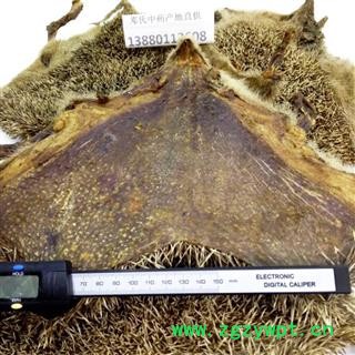 刺猬皮 生刺猬皮 整块 选货 产地 山东省济宁市微山县 邓氏图3