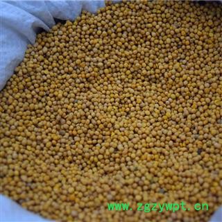 新辉药业中药材白芥子图2