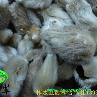 辛夷花 望春树花 统装 2016年新货 产地直销 陕西省商洛市柞水县图2