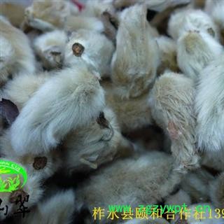 辛夷花 望春树花 统装 2016年新货 产地直销 陕西省商洛市柞水县