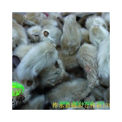 辛夷花 望春树花 统装 2016年新货 产地直销 陕西省商洛市柞水县