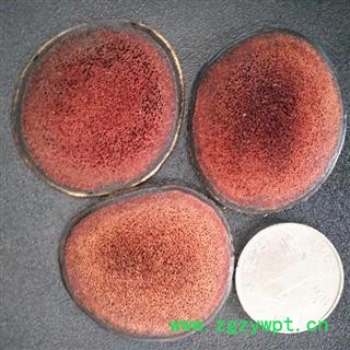 人工驯养鹿茸 鹿茸【特级红色粉片】纯干，无流 产地 吉林省白山市图3