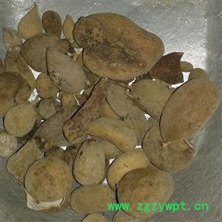 五倍子 统 产地 四川省雅安市宝兴县图2