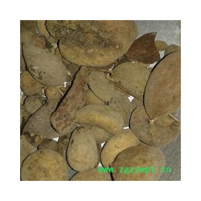 五倍子 统 产地 四川省雅安市宝兴县