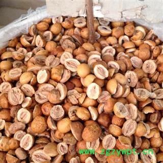 新辉药业正品川楝子  金铃子 川楝实图3