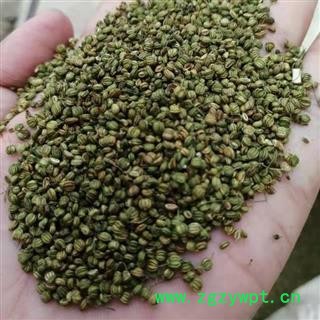 新辉药业莳萝子  莳萝椒 土茴香图2