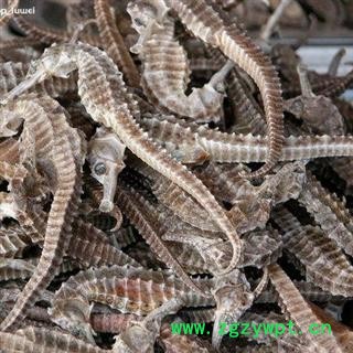 清水海马  进口400条到500条每公斤   可存500公斤可售图3