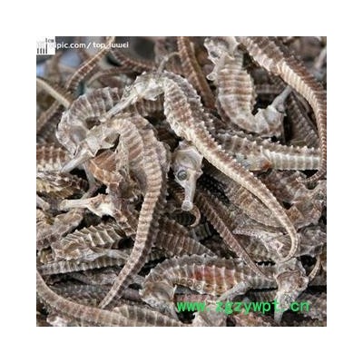 清水海马  进口400条到500条每公斤   可存500公斤可售