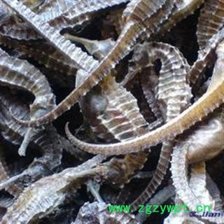 清水海马  进口400条到500条每公斤   可存500公斤可售图2