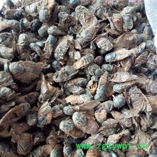 京辉药业 虻虫 蜚虻 氓虫 牛氓虫 正品优质选货 实物拍摄图2