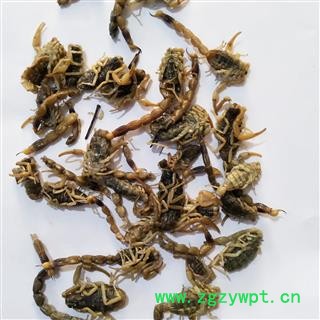 全蝎 新疆淡盐全蝎秋货 产地 新疆维吾尔自治区图2