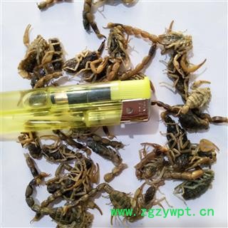 全蝎 新疆淡盐全蝎秋货 产地 新疆维吾尔自治区图4