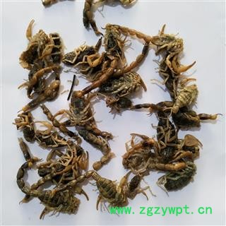 全蝎 新疆淡盐全蝎秋货 产地 新疆维吾尔自治区图3