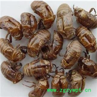 蝉蜕 产地直销蝉蜕水洗货洗2遍，高质量，无假 产地 山东省图3