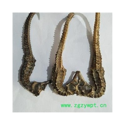 海马 清水海马2克 产地 福建省