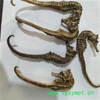 海马 清水海马2克 产地 福建省图2