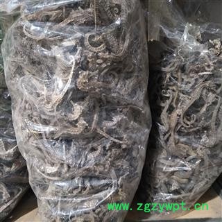 海马 清水海马2克 产地 福建省图3