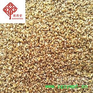 柏子仁 柏子仁选货 产地 山东省 国药堂 专注品质图2