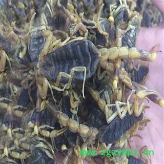 煜庭药业 全蝎,全虫,盐水大蝎子图3