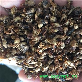 腊梅花 统 产地 亳州药市 库存 100图2