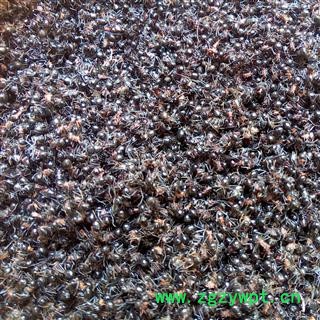 （包邮）特级云南野生黑蚂蚁图2